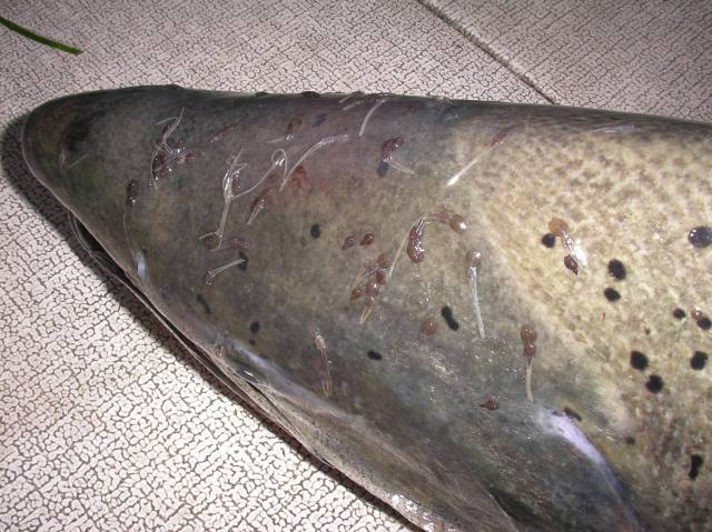 10-16-04 LICE 640.jpg